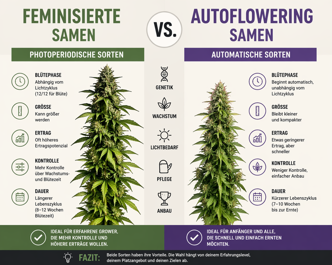 🤔 Autoflowering vs. feminisierte Samen – Was ist der Unterschied?