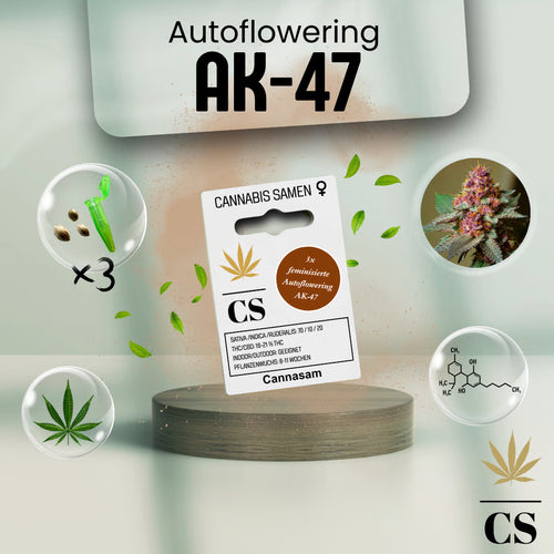 Verpackung der Cannabis Samen AK Autoflowering (3 Samen)