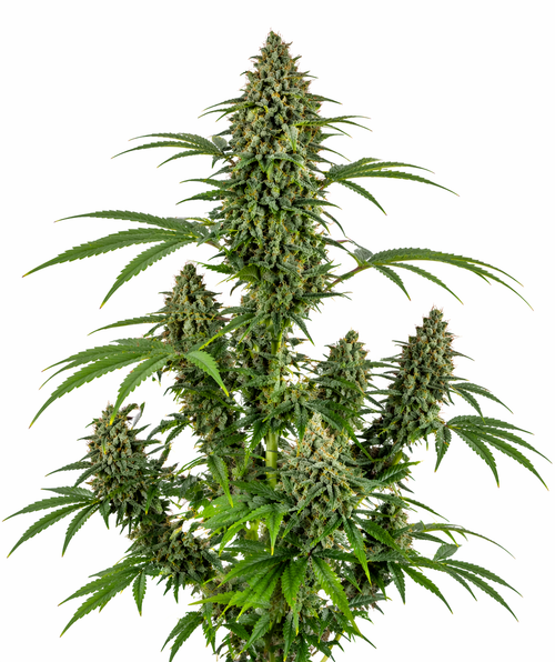 Cannabispflanze der Sorte AK Autoflowering auf weißem Hintergrund