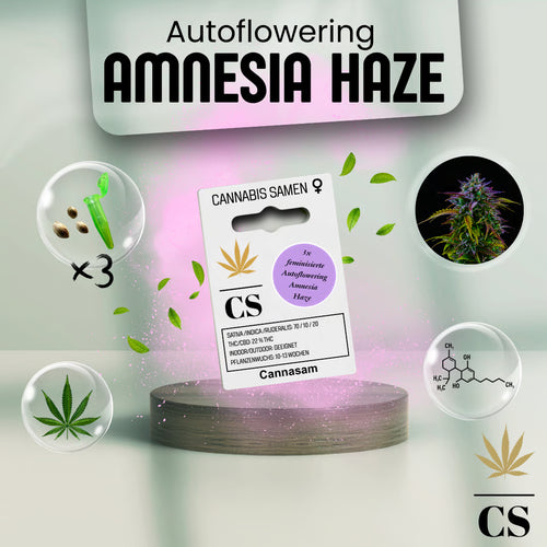 Verpackung der Cannabis Samen Amnesia Haze Autoflowering (3 Samen)