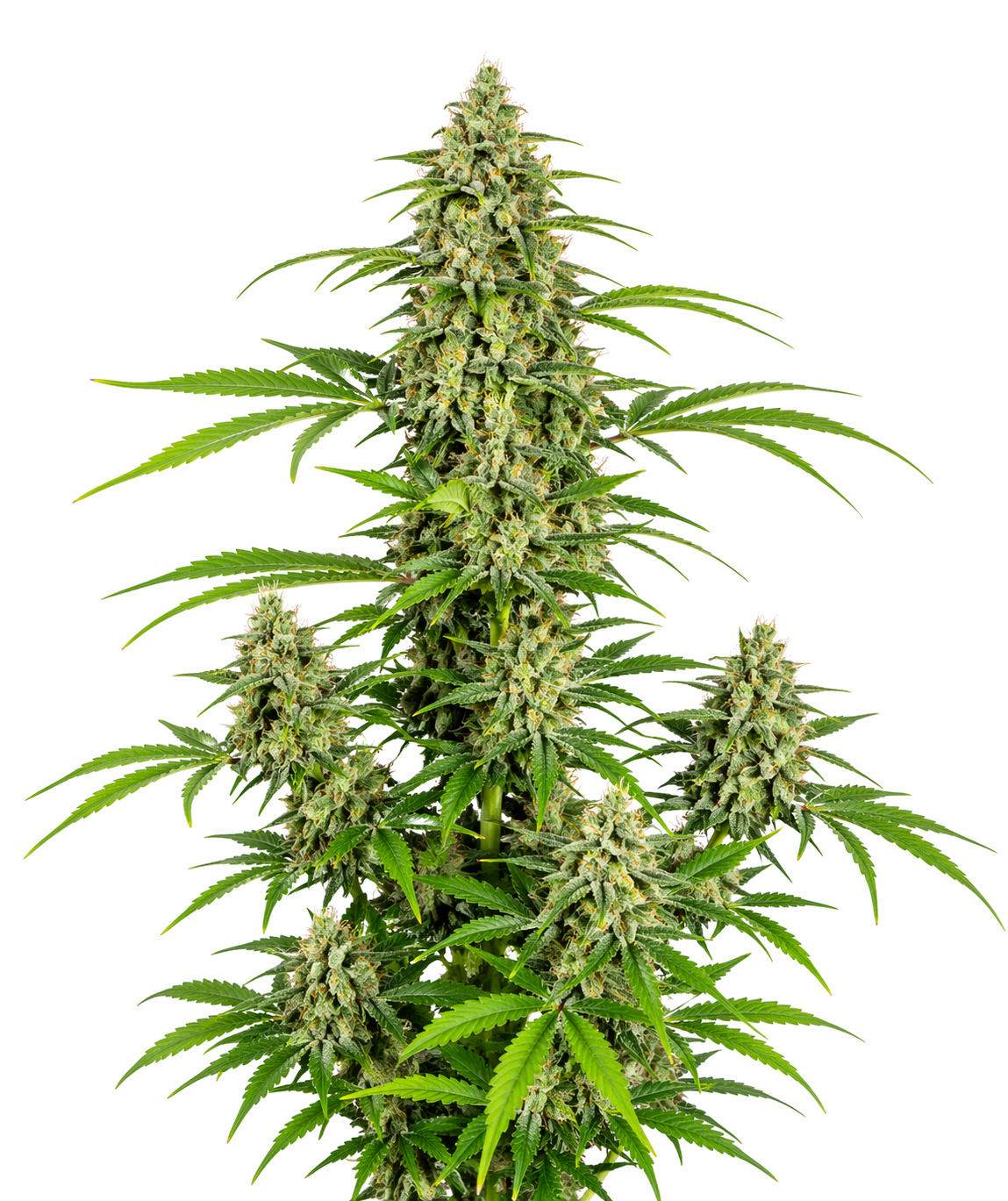 Cannabispflanze der Sorte Amnesia Haze Autoflowering auf weißem Hintergrund