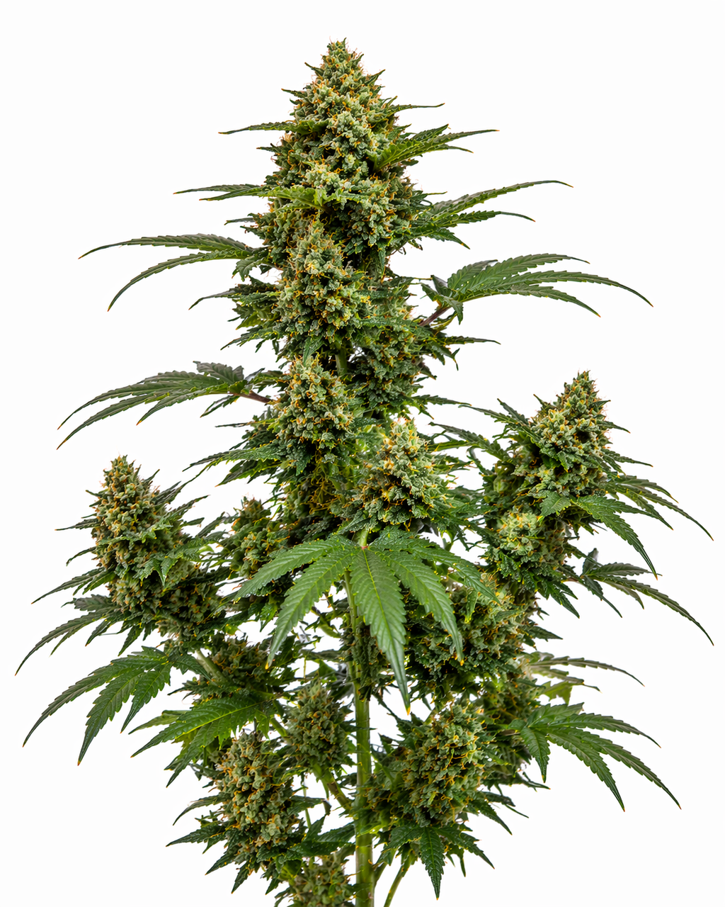 Cannabispflanze der Sorte Bigger Bud auf weißem Hintergrund