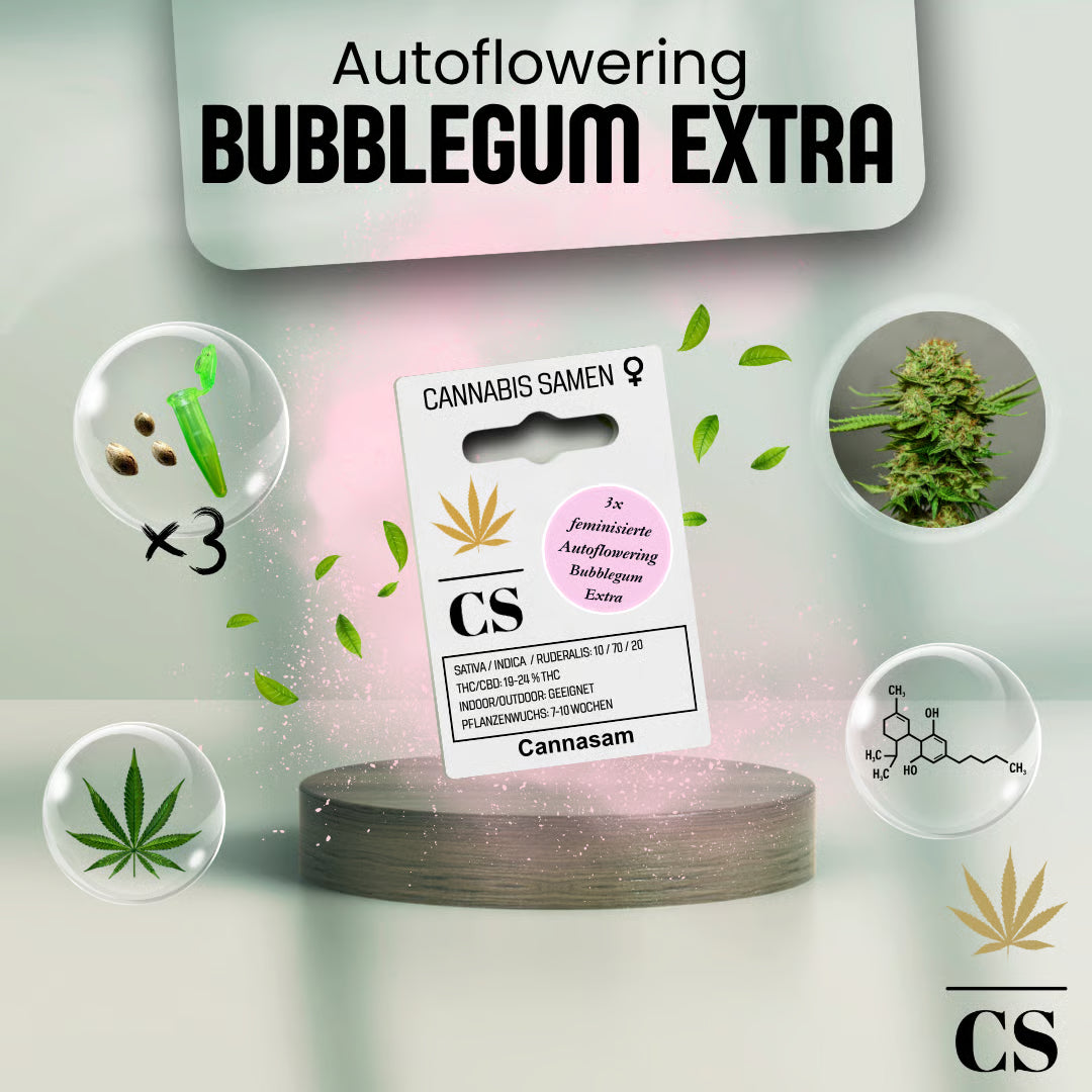 Verpackung der Cannabis Samen Bubblegum Extra Autoflowering (3 Samen)