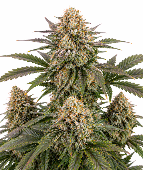 Cannabispflanze der Sorte Bubblegum Extra Autoflowering auf weißem Hintergrund