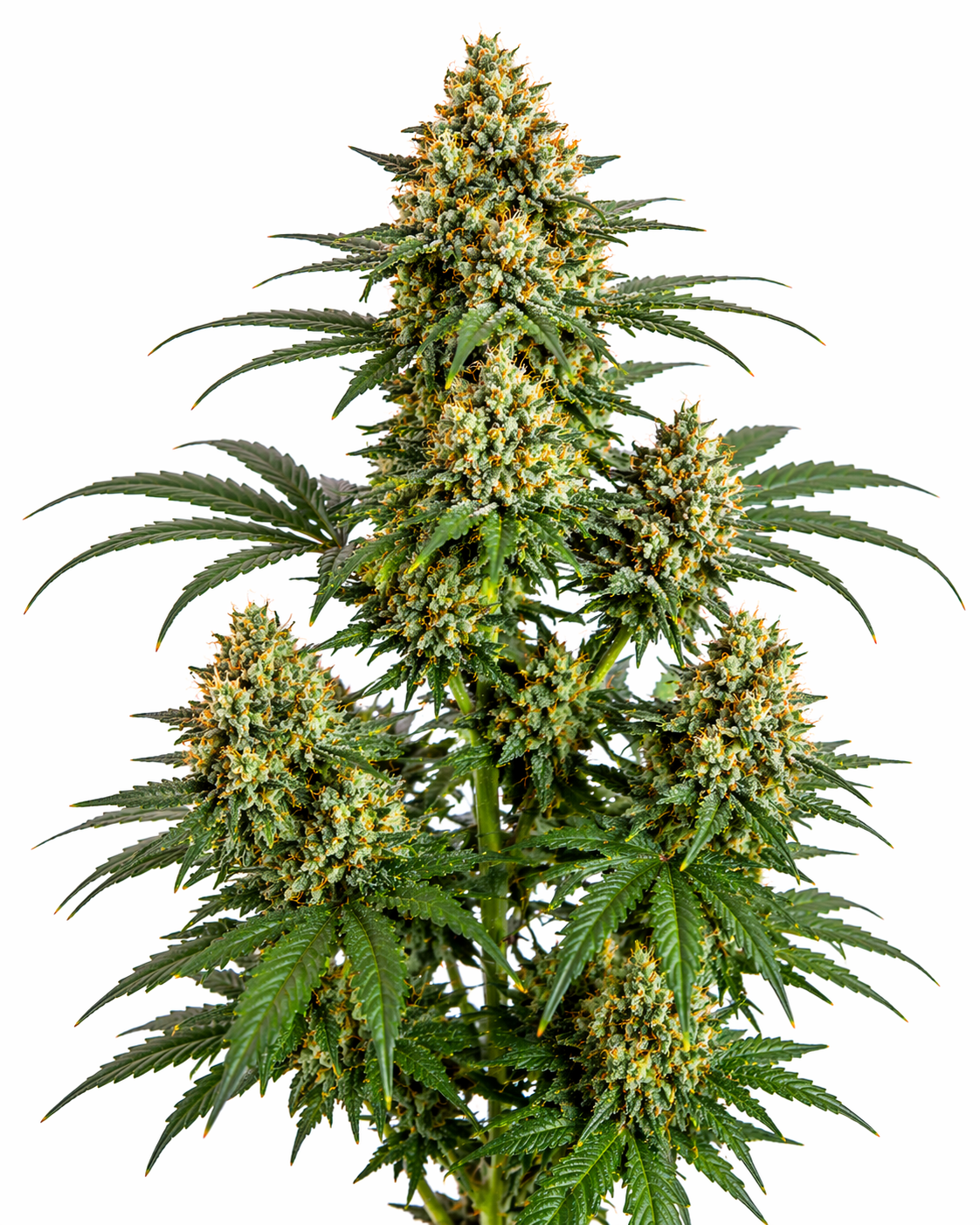 Cannabispflanze der Sorte Dubai Poison auf weißem Hintergrund