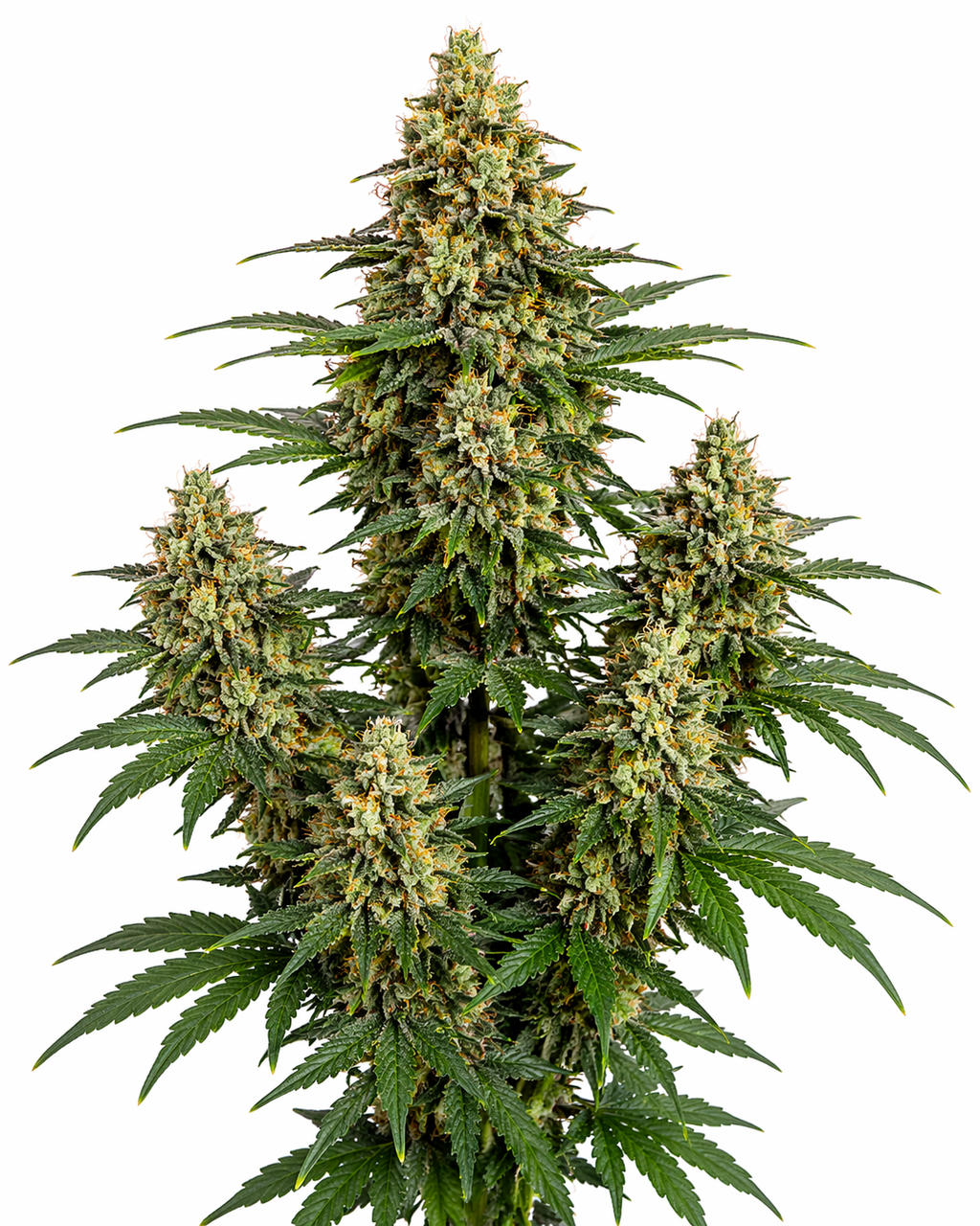 Cannabispflanze der Sorte Euforia Special auf weißem Hintergrund