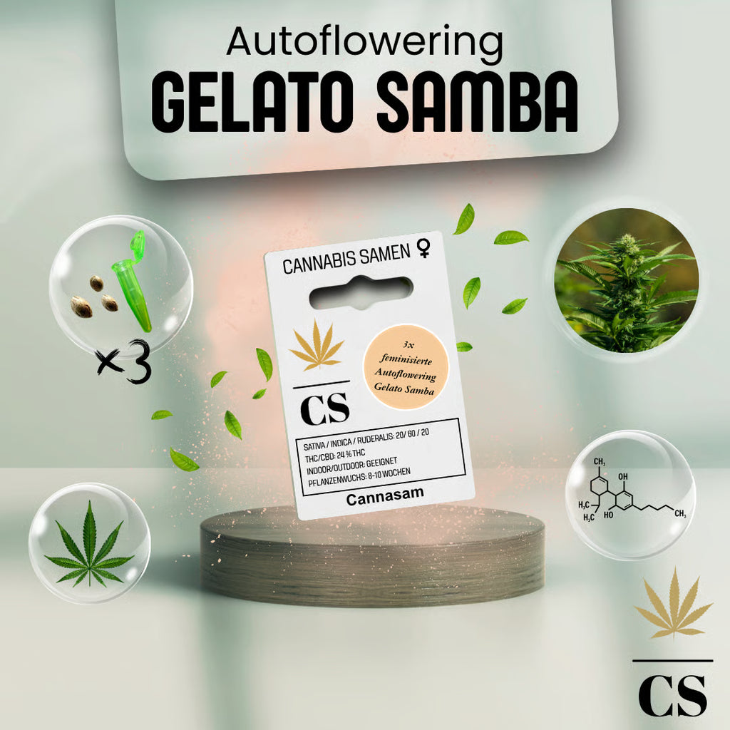 Verpackung der Cannabis Samen Gelato Samba Autoflowering (3 Samen)