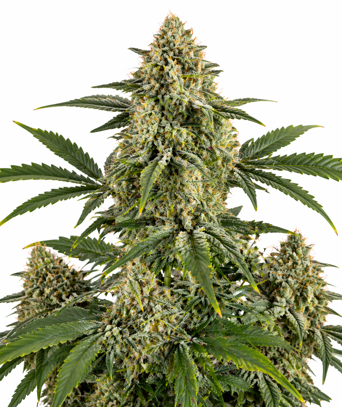 Cannabispflanze der Sorte Guerilla Glue Autoflowering auf weißem Hintergrund
