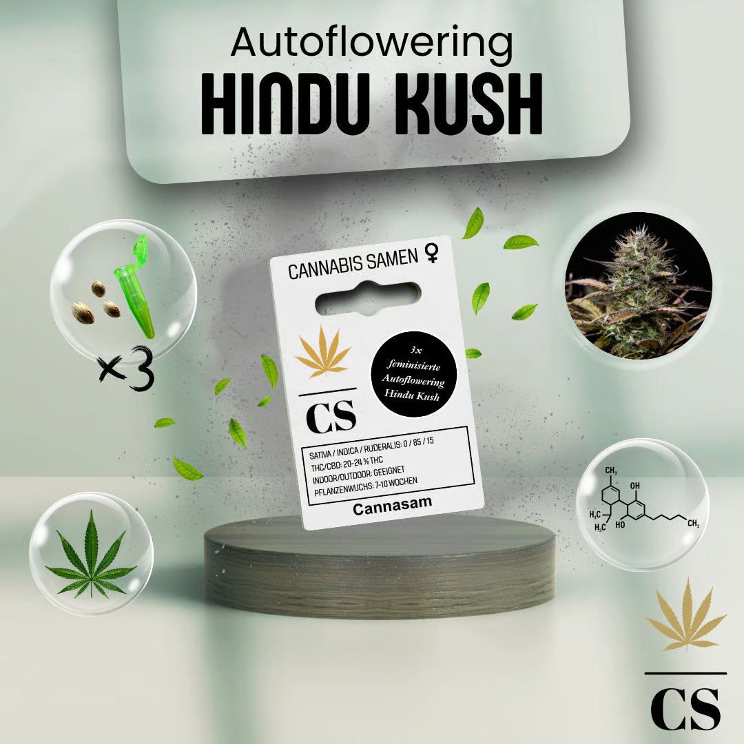 Verpackung der Cannabis Samen Hindu Kush Autoflowering (3 Samen)