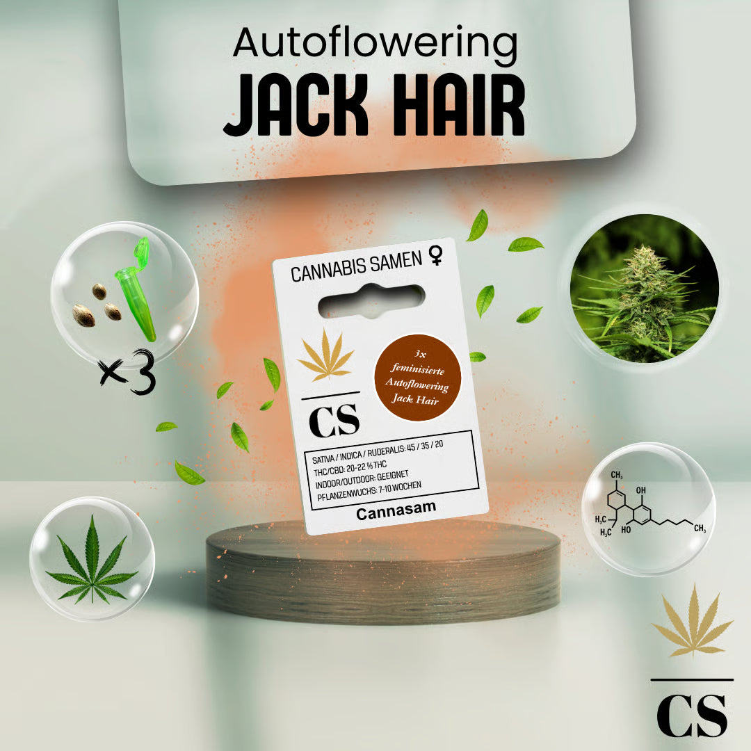 Verpackung der Cannabis Samen Jack Hair Autoflowering (3 Samen)
