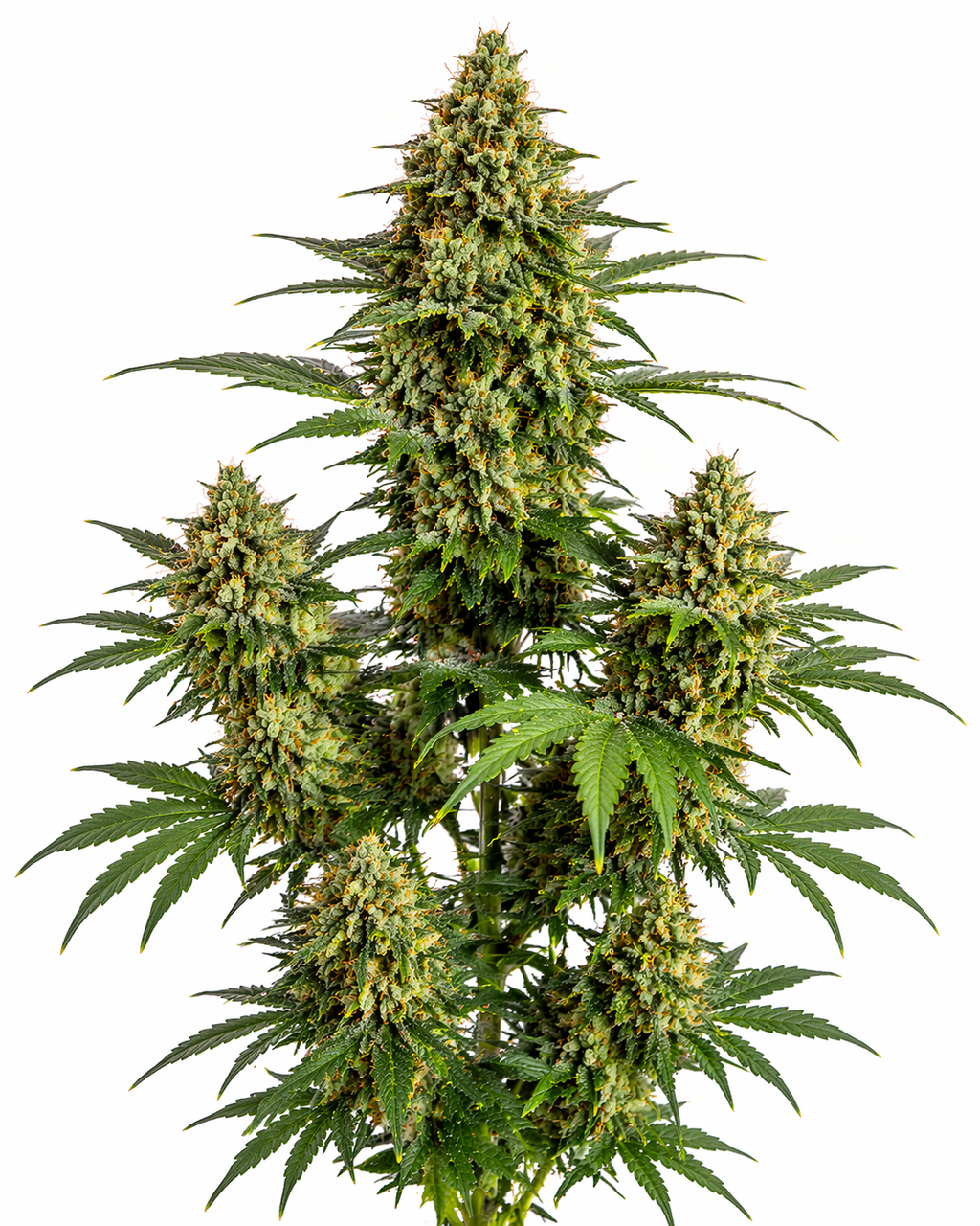 Cannabispflanze der Sorte K2 auf weißem Hintergrund
