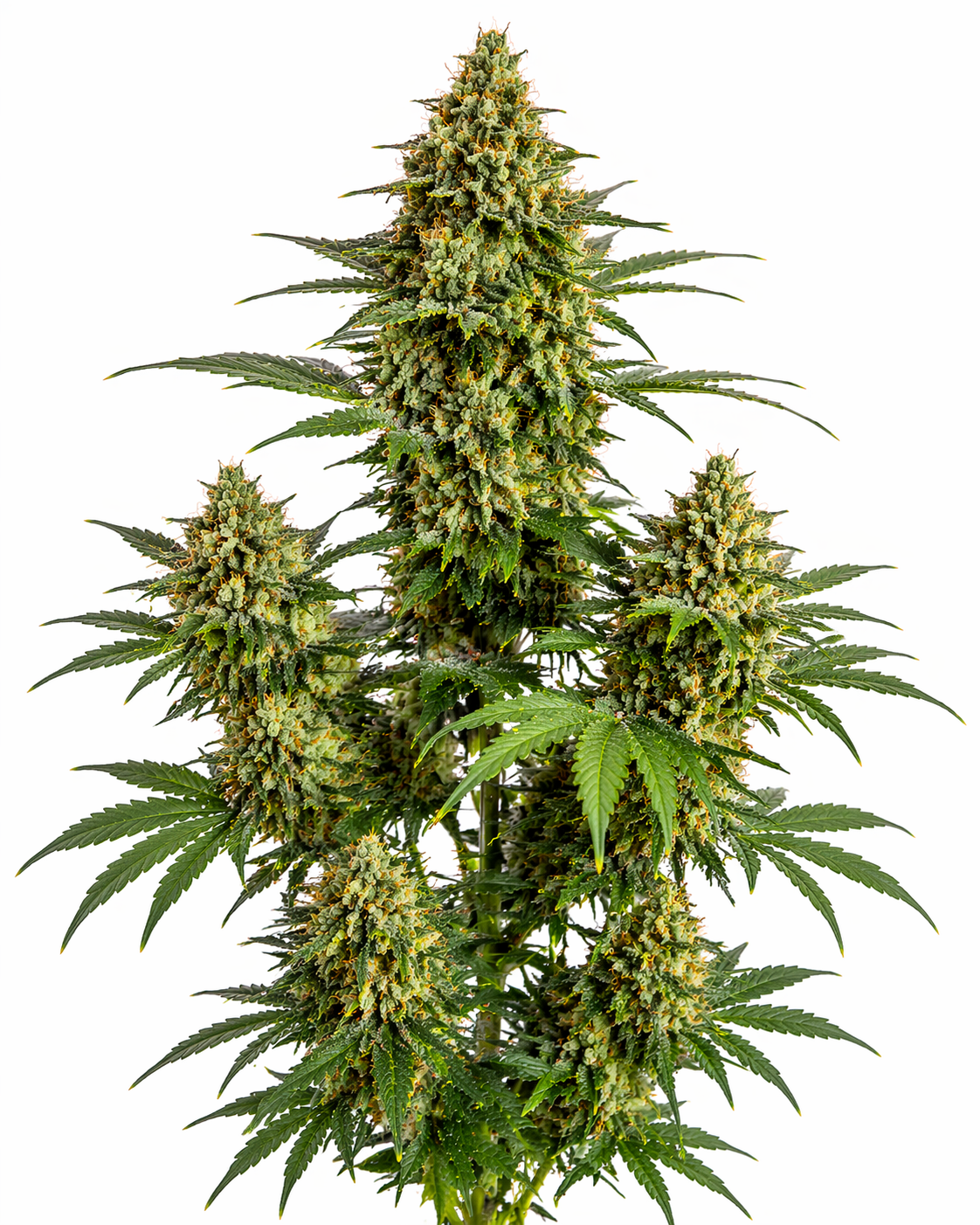 Cannabispflanze der Sorte K2 auf weißem Hintergrund