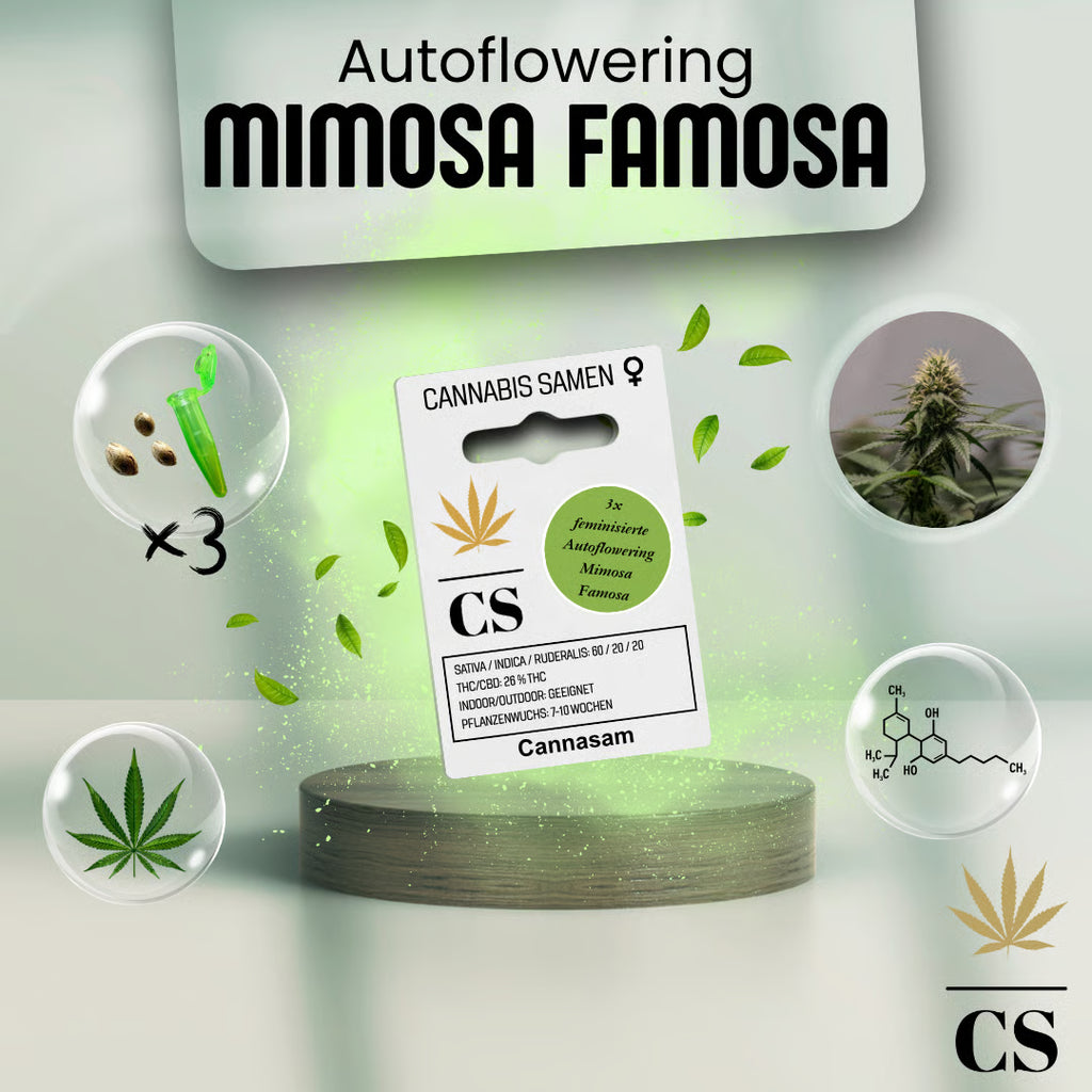 Verpackung der Cannabis Samen Mimosa Famosa Autoflowering (3 Samen)