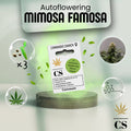 Verpackung der Cannabis Samen Mimosa Famosa Autoflowering (3 Samen)