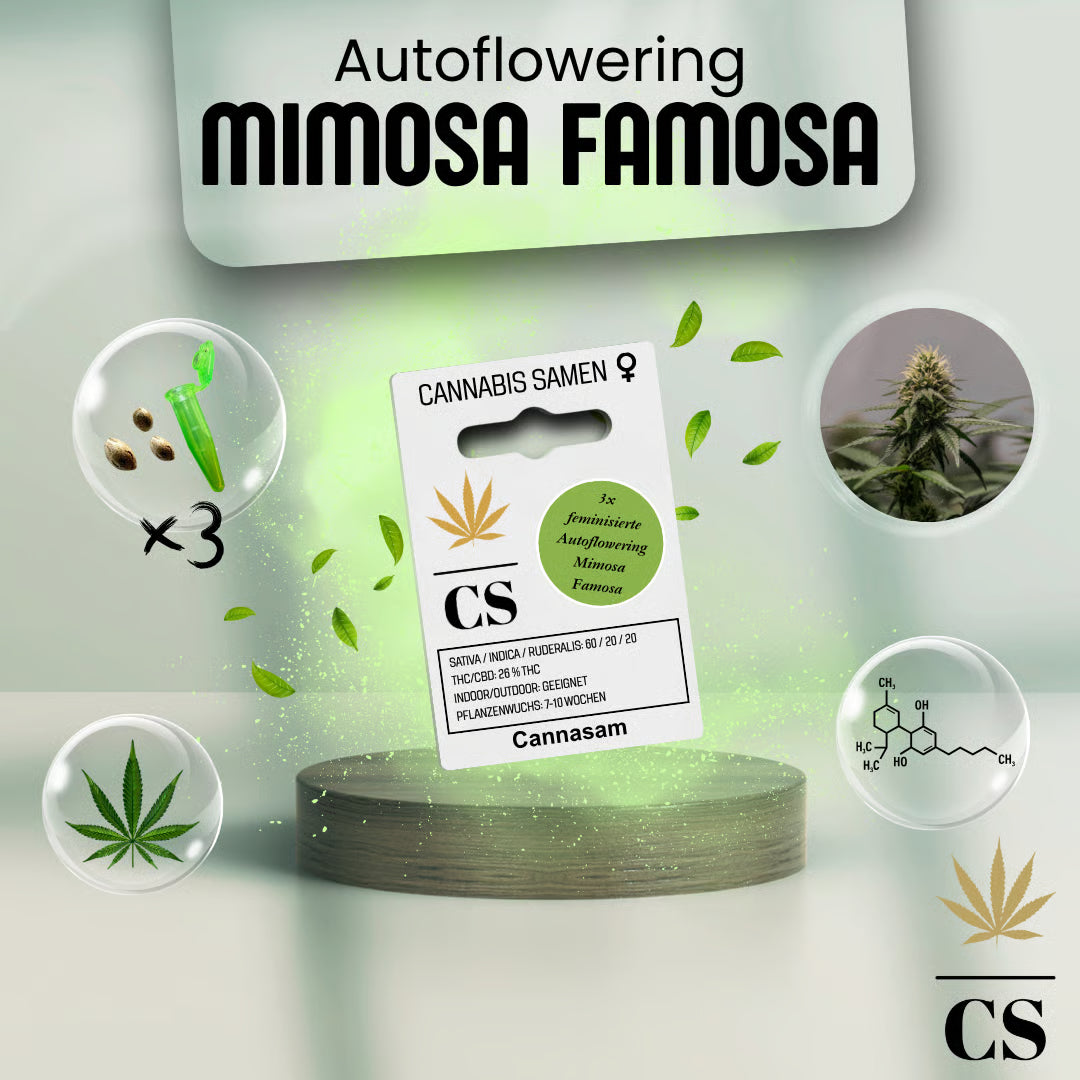 Verpackung der Cannabis Samen Mimosa Famosa Autoflowering (3 Samen)