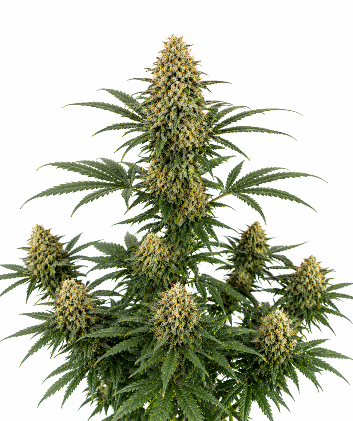 Cannabispflanze der Sorte Mimosa Famosa Autoflowering auf weißem Hintergrund