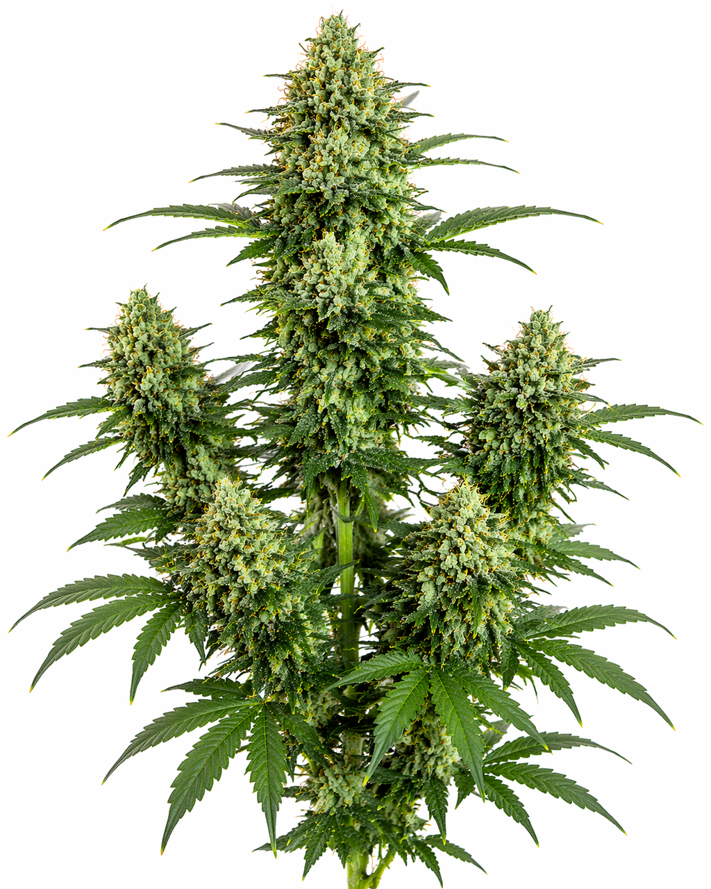 Cannabispflanze der Sorte Northern Light auf weißem Hintergrund