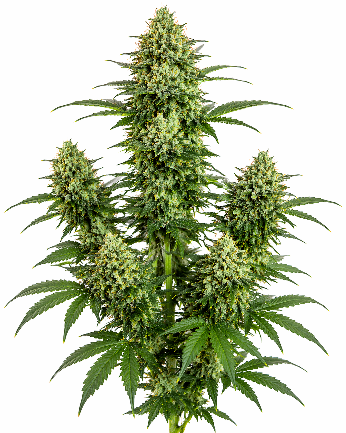 Cannabispflanze der Sorte Northern Light auf weißem Hintergrund