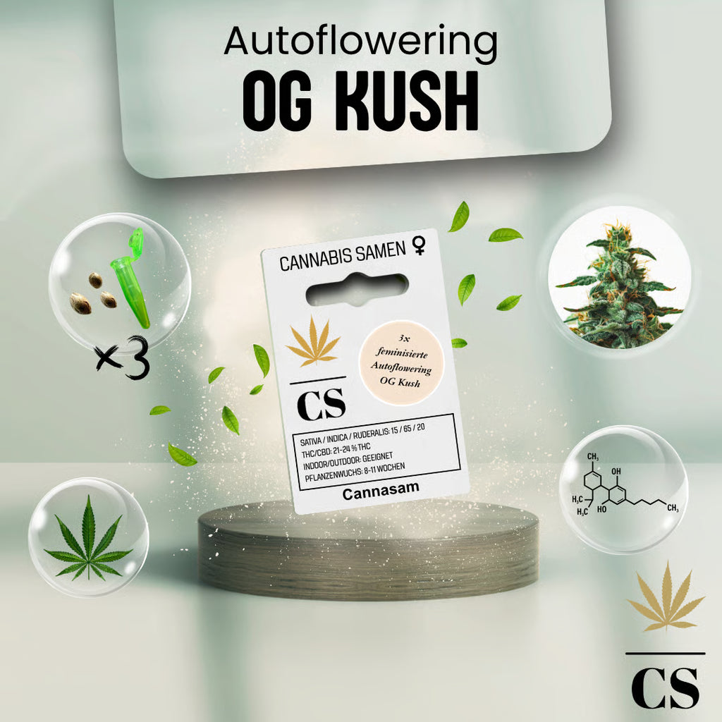 Verpackung der Cannabis Samen OG Kush Autoflowering (3 Samen)