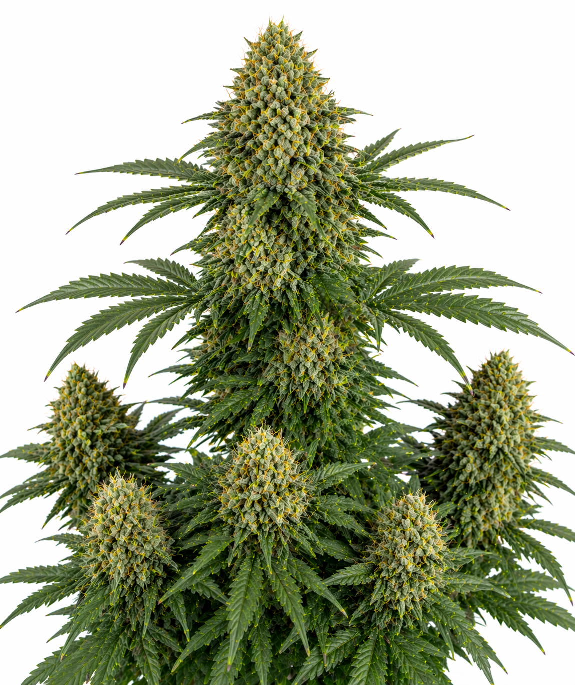 Cannabispflanze der Sorte OG Kush Autoflowering auf weißem Hintergrund