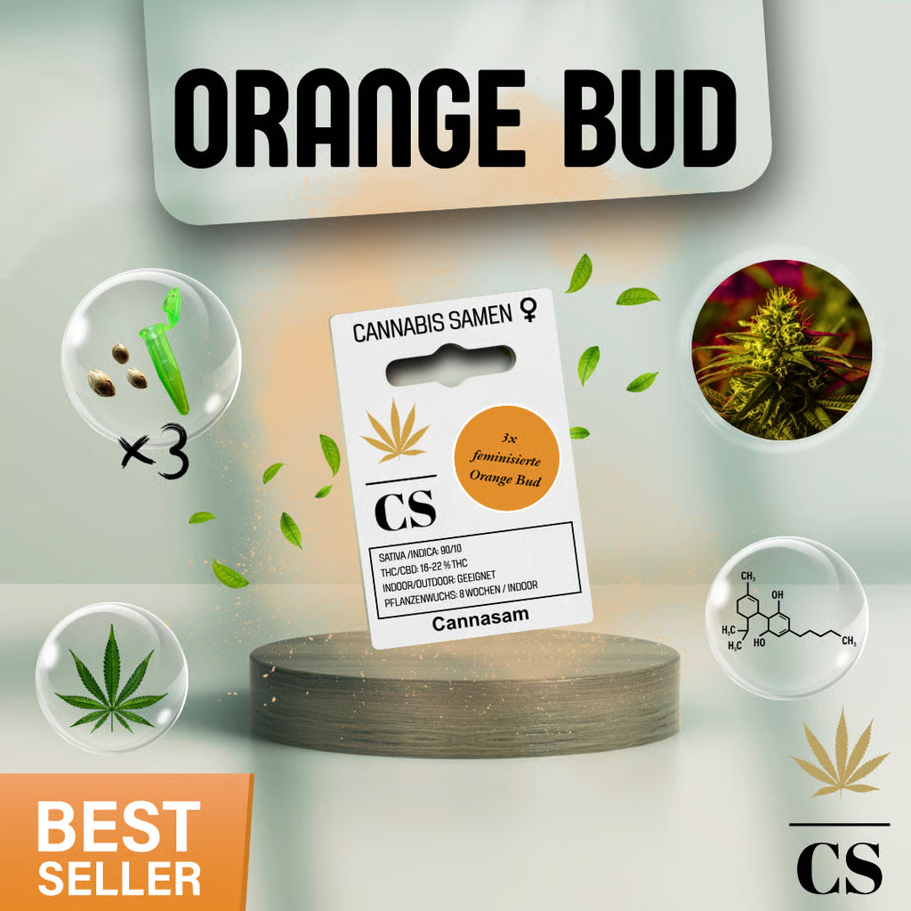 Verpackung der Cannabis Samen Orange Bud (3 Samen)