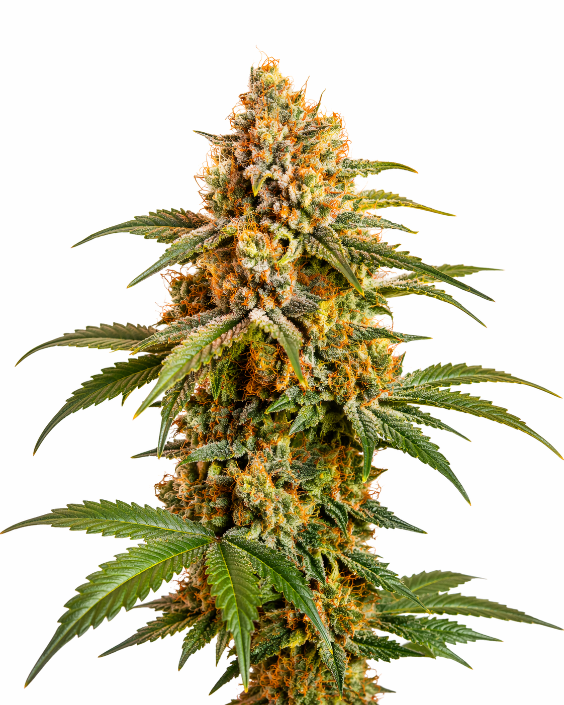 Cannabispflanze der Sorte Orange Bud auf weißem Hintergrund
