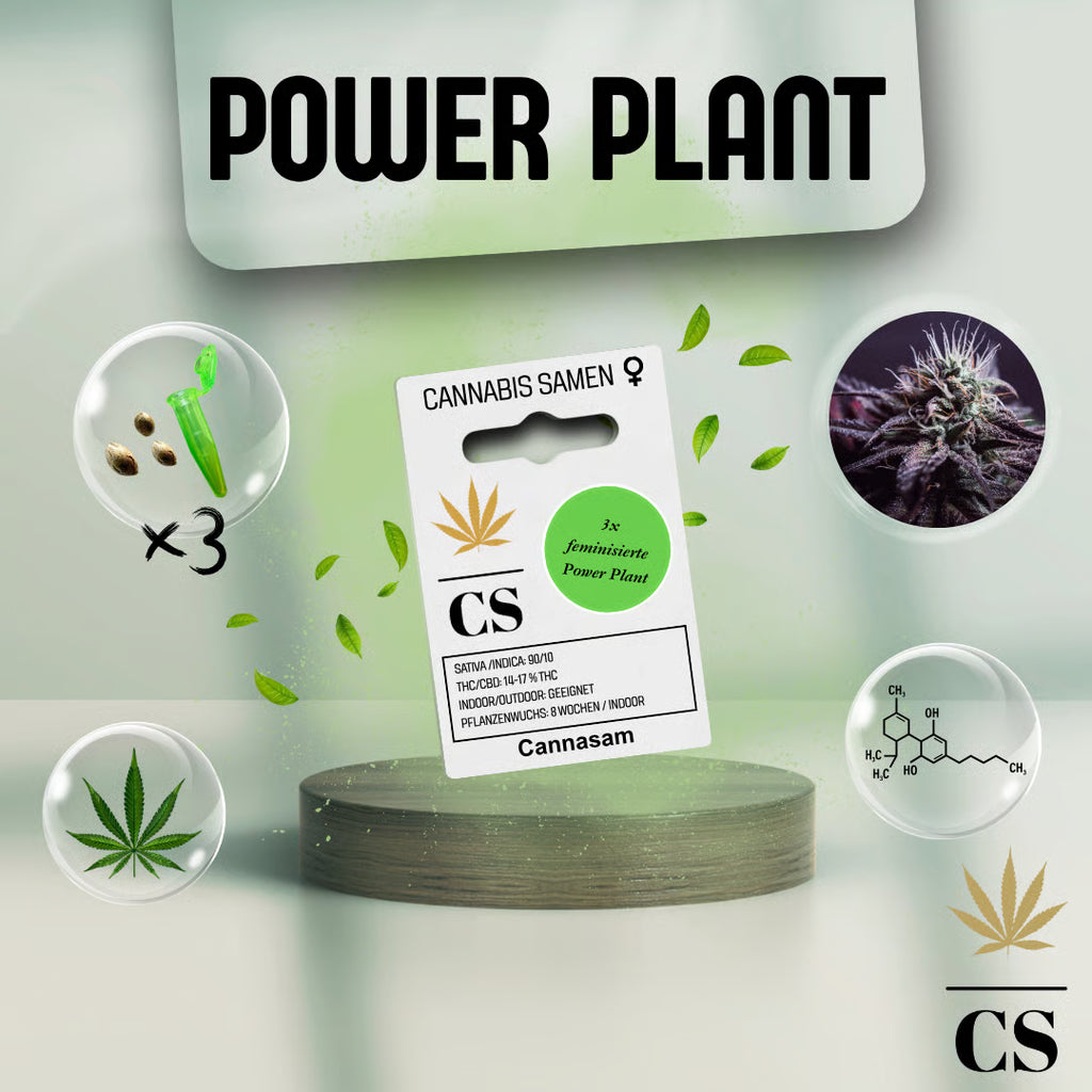 Verpackung der Cannabis Samen Power Plant (3 Samen)