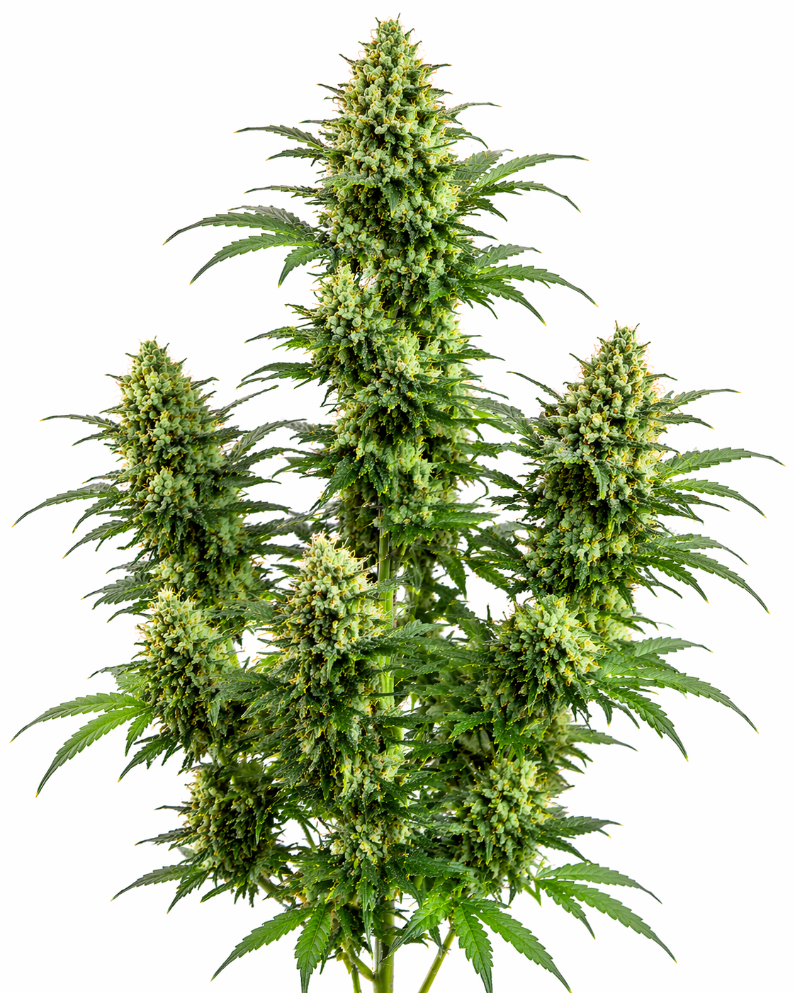 Cannabispflanze der Sorte Power Plant auf weißem Hintergrund