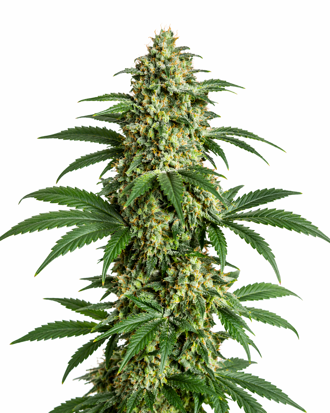 Cannabispflanze der Sorte Special Skunk auf weißem Hintergrund