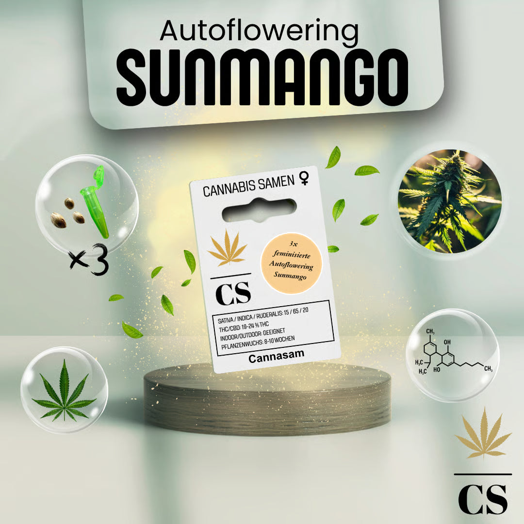 Verpackung der Cannabis Samen Sunmango Autoflowering (3 Samen)